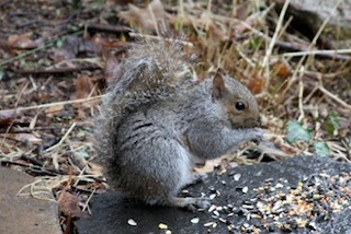 squirrelbower