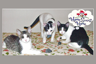 kittensformatted
