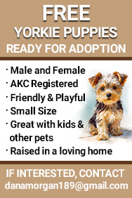 Yorkie ad, up June 29, 2025