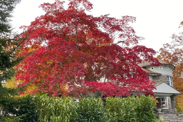 fall-foliage-bower-