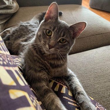 Myhometownbronxville.com - Pet Of The Week: Meet Amazing Artemis!